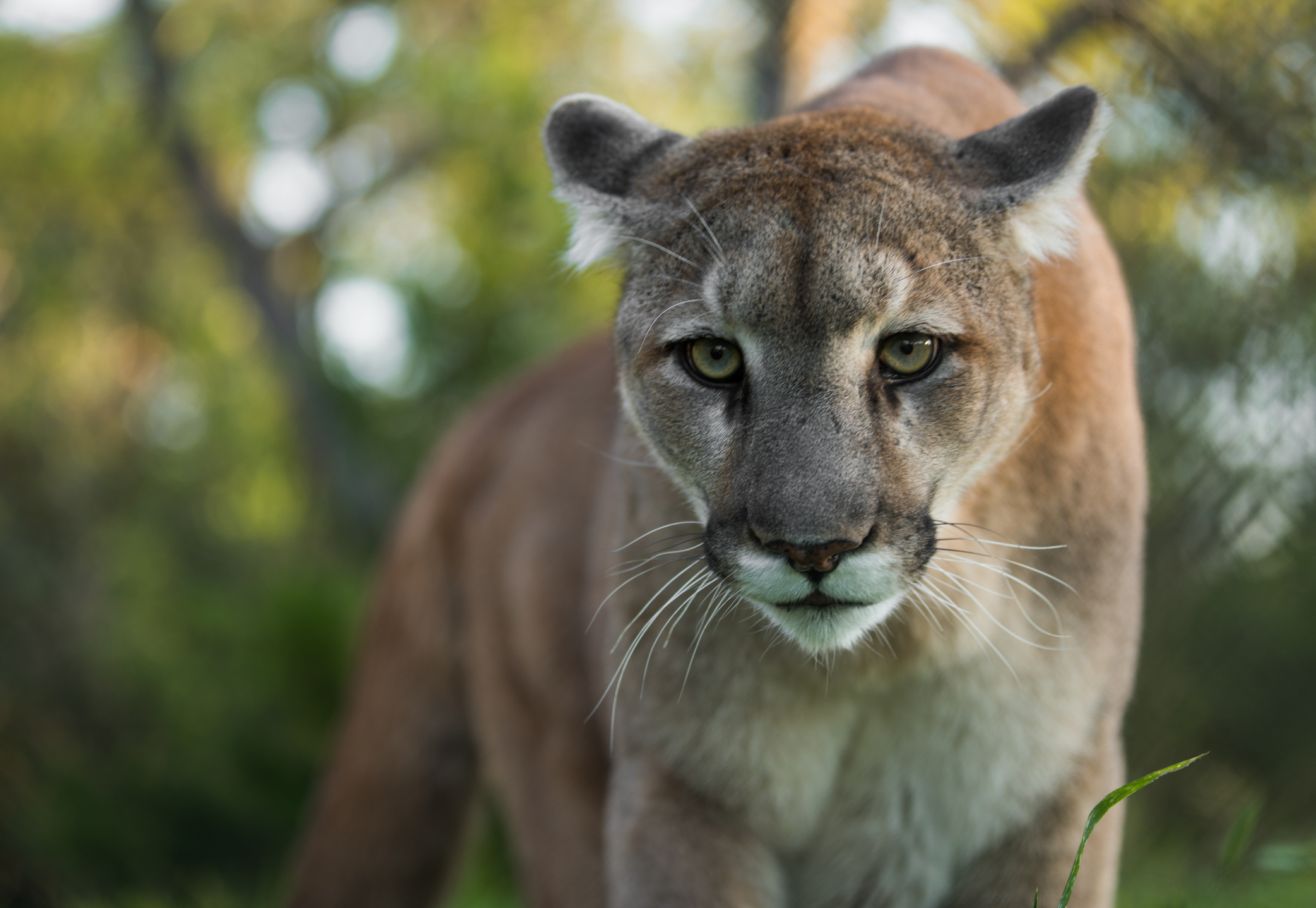 Screaming cougar