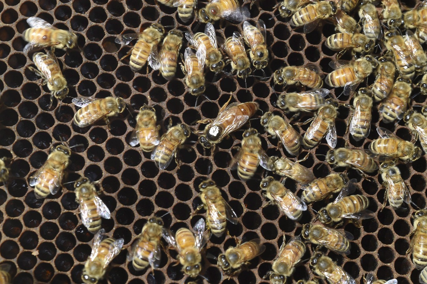 Honeybee Hives Installed At Calgary Golf Course CityNews Calgary   CPT505493038 Hd 