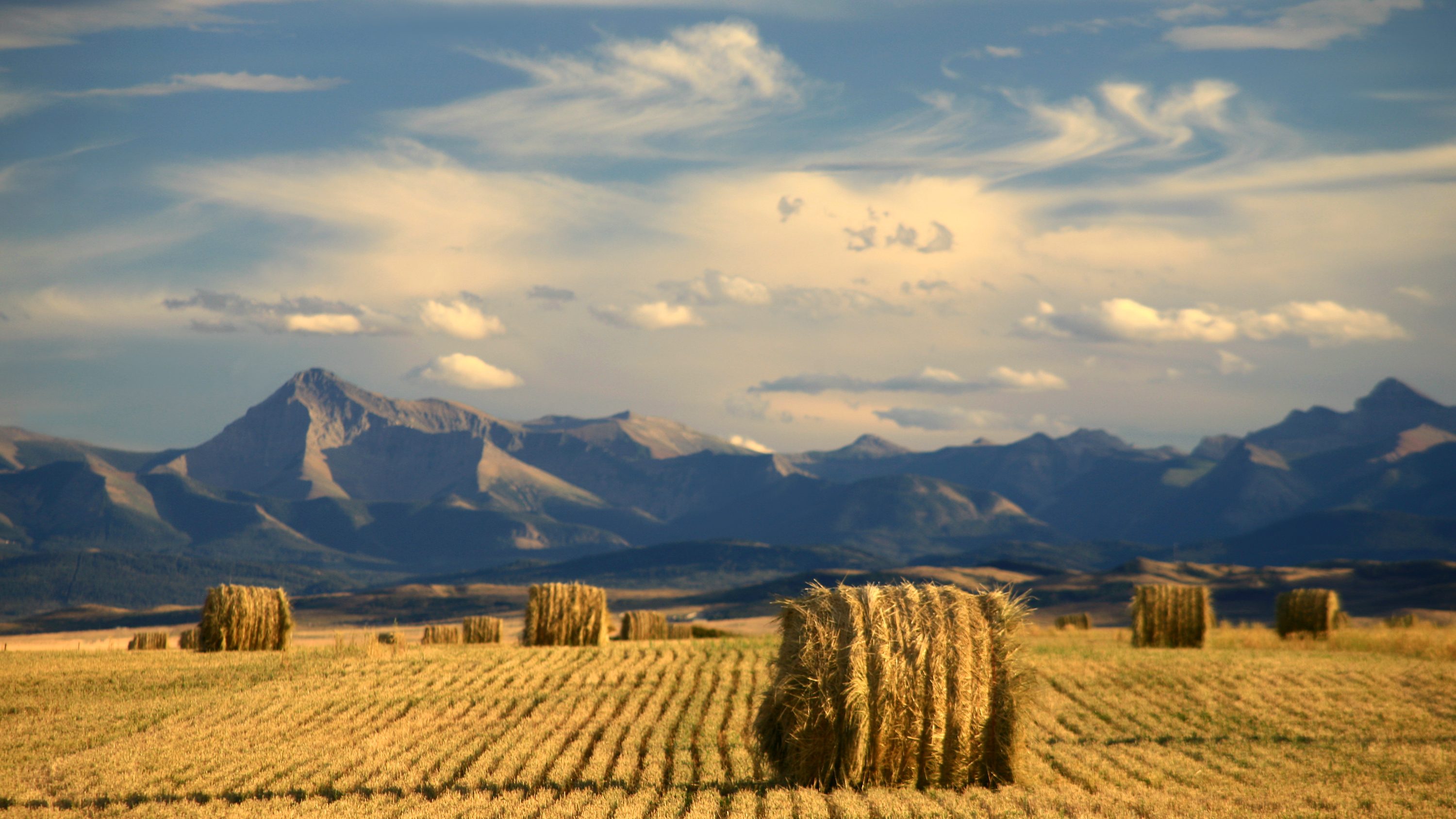 Calgary Stampede salutes Southern Alberta family farms | CityNews Calgary