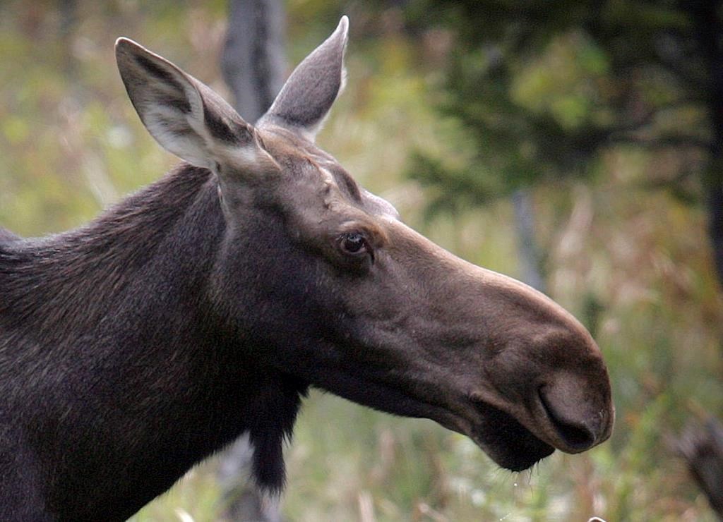 Leave the Airdrie moose and calf alone, urge Mounties