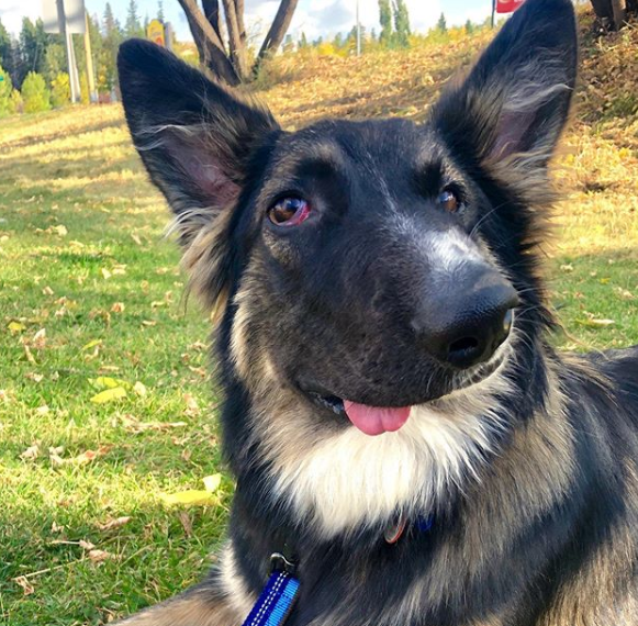 This Alberta dog with a twisted face is an Instagram star