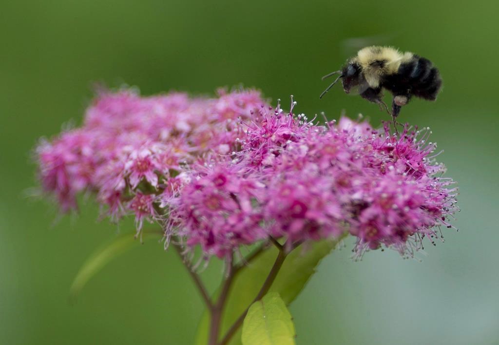 Calgary pollinator garden destroyed, volunteers devastated