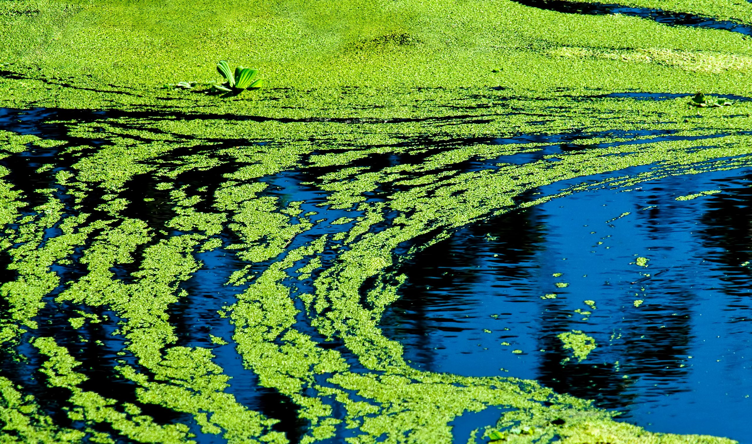 blue-green-algae-advisory-issued-for-cochrane-lake-citynews-calgary