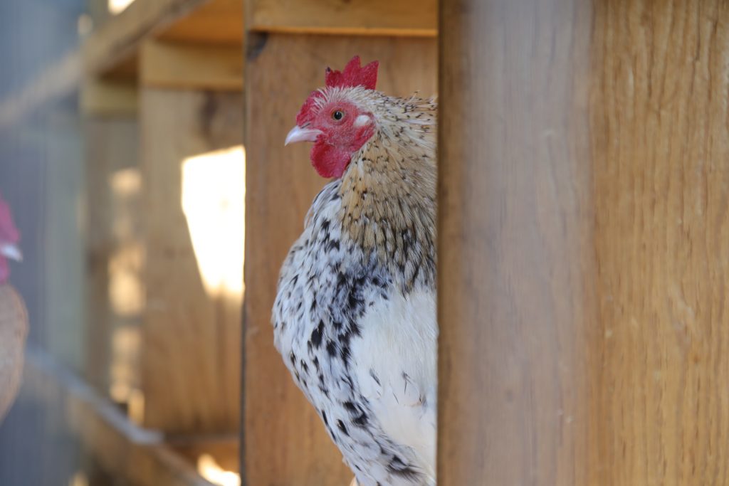 A chicken in a hen house