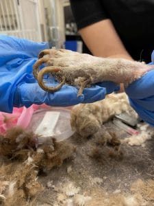 A shih-tzu's nails are seen curling after growing too long from being neglected