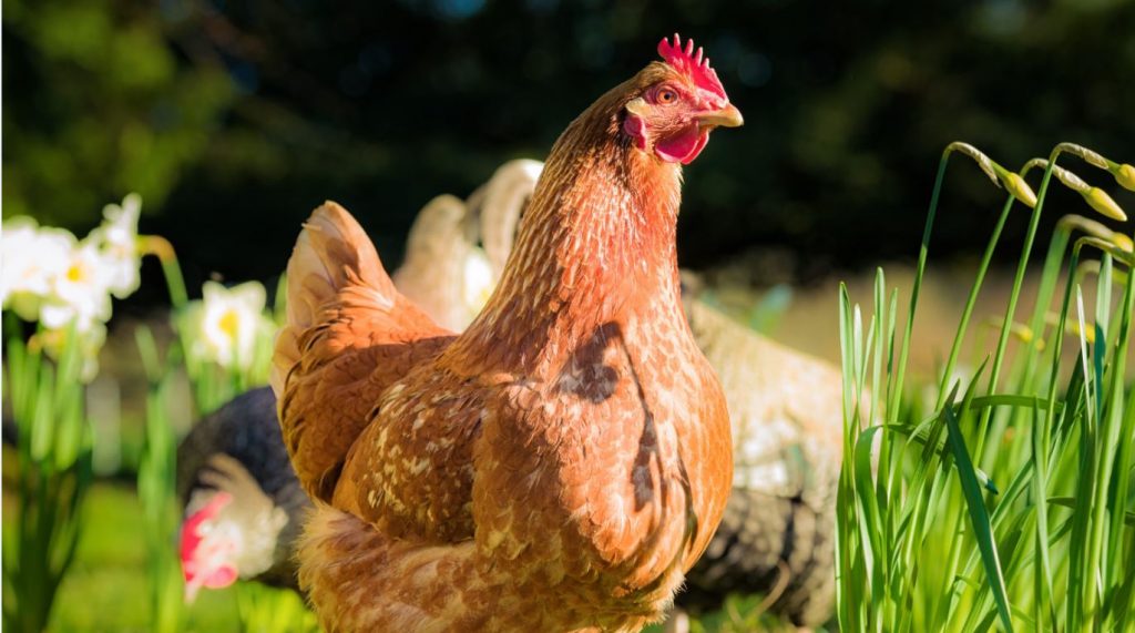 A chickens farm is shown.