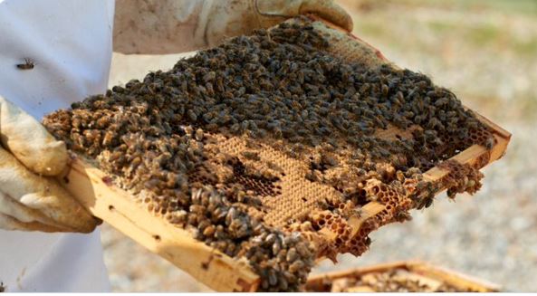 A beehive is showcased by a beekeeper