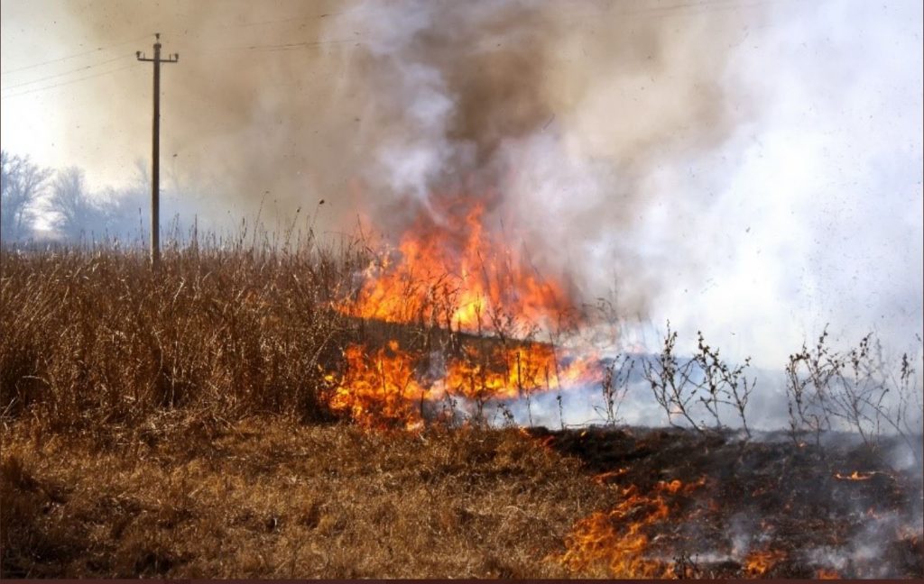 Dry grass is burning