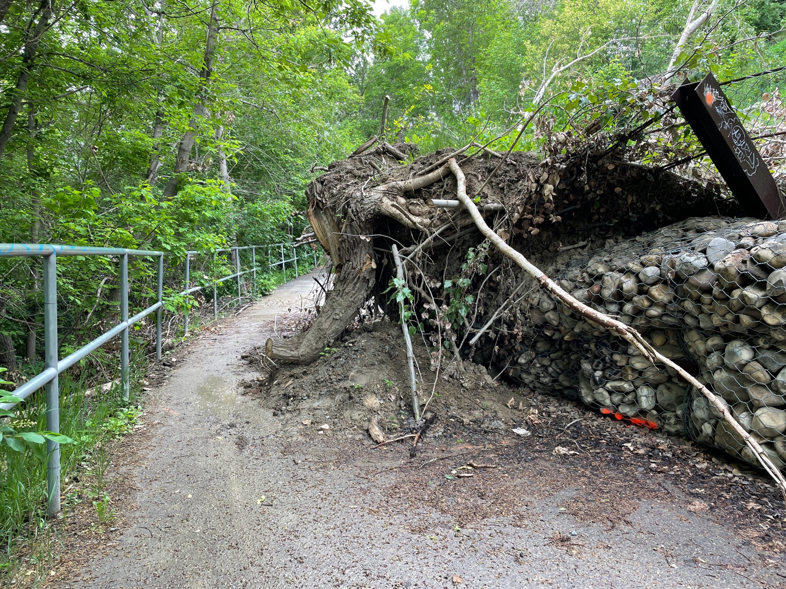 Slope failure caused a tree to fall on the pathway at McHugh Bluff