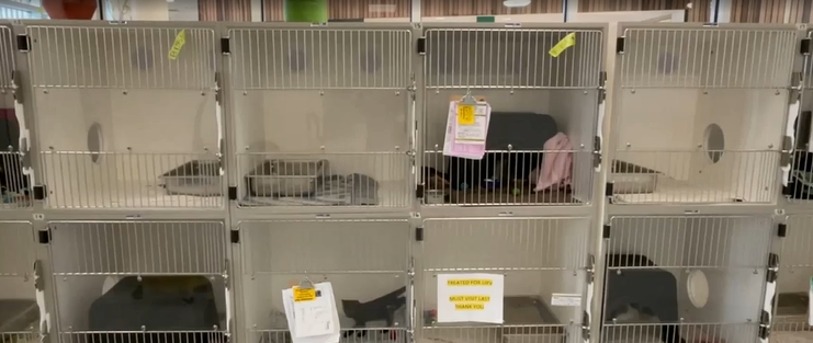 Calgary animal shelters in crisis, City pleads for support | CityNews  Calgary