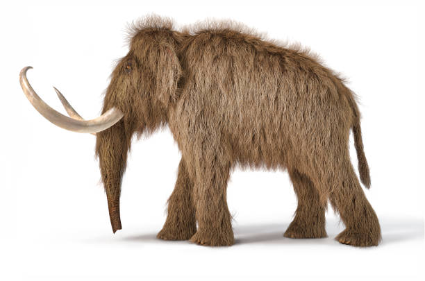 Woolly mammoth realistic 3d illustration viewed from a side.
