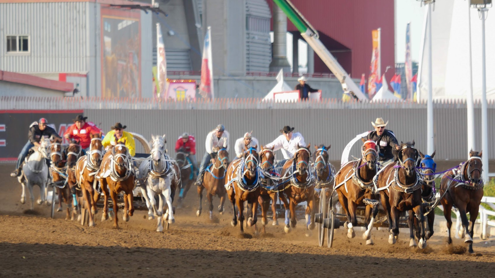 Calgary Stampede Chuckwagon Horse Put Down After Race Citynews Calgary