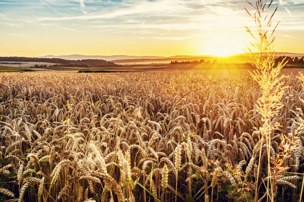 A grain field with a setting sun in the background