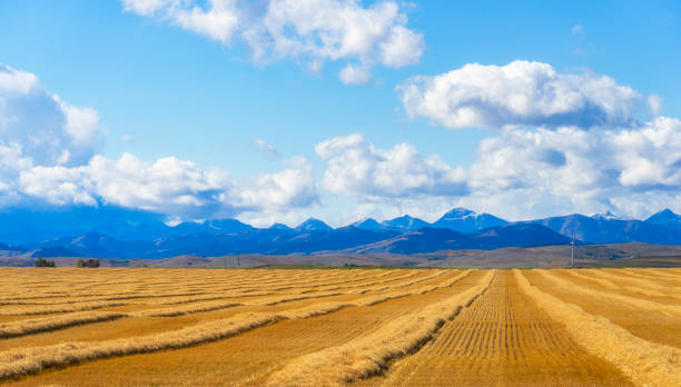 A picture of a field in alberta