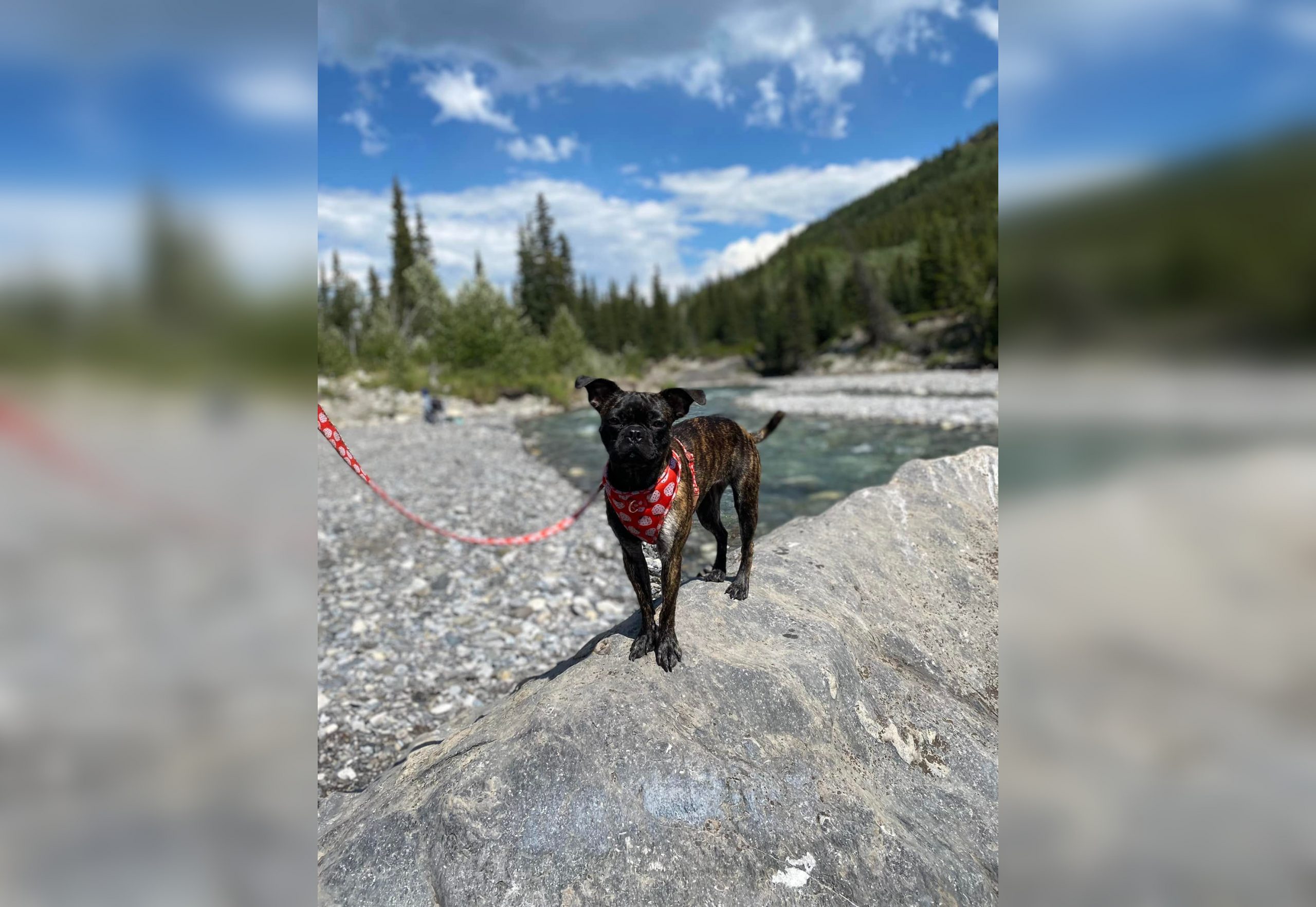 How Do I Register My Dog In Calgary