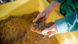 A person sifts grains through their hands