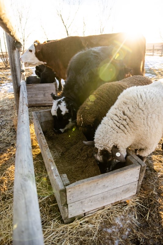 Cows eating feed on a farm Cows eating feed on a farm