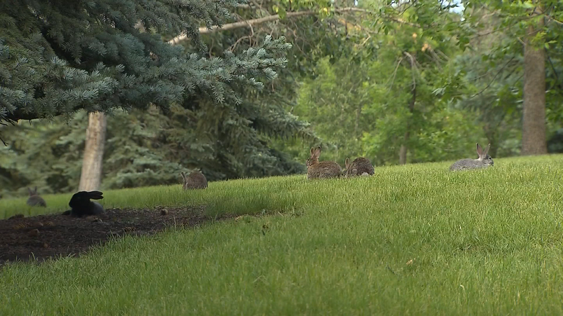 Wild rabbits in Calgary.