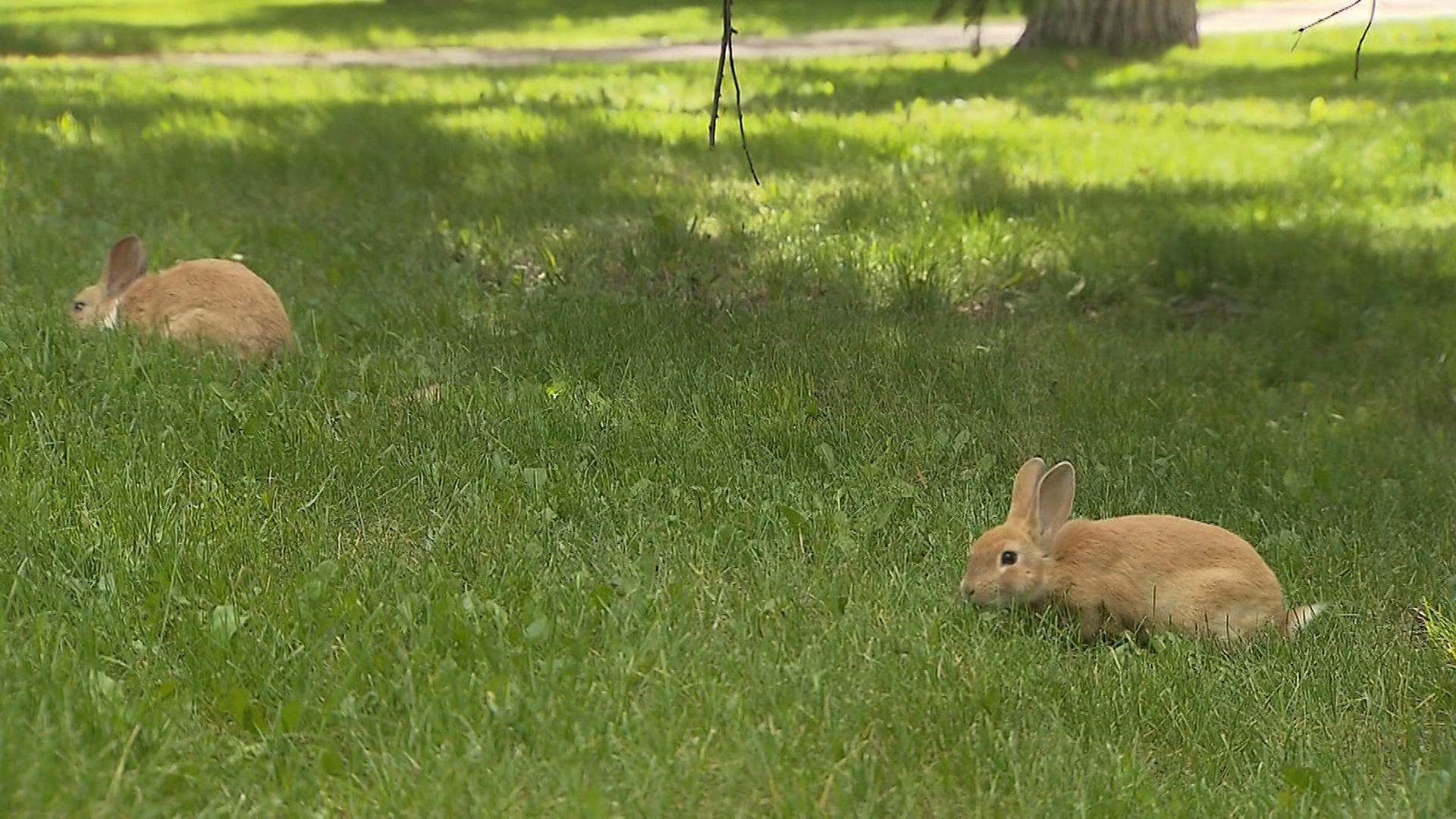 Wild rabbits in Calgary