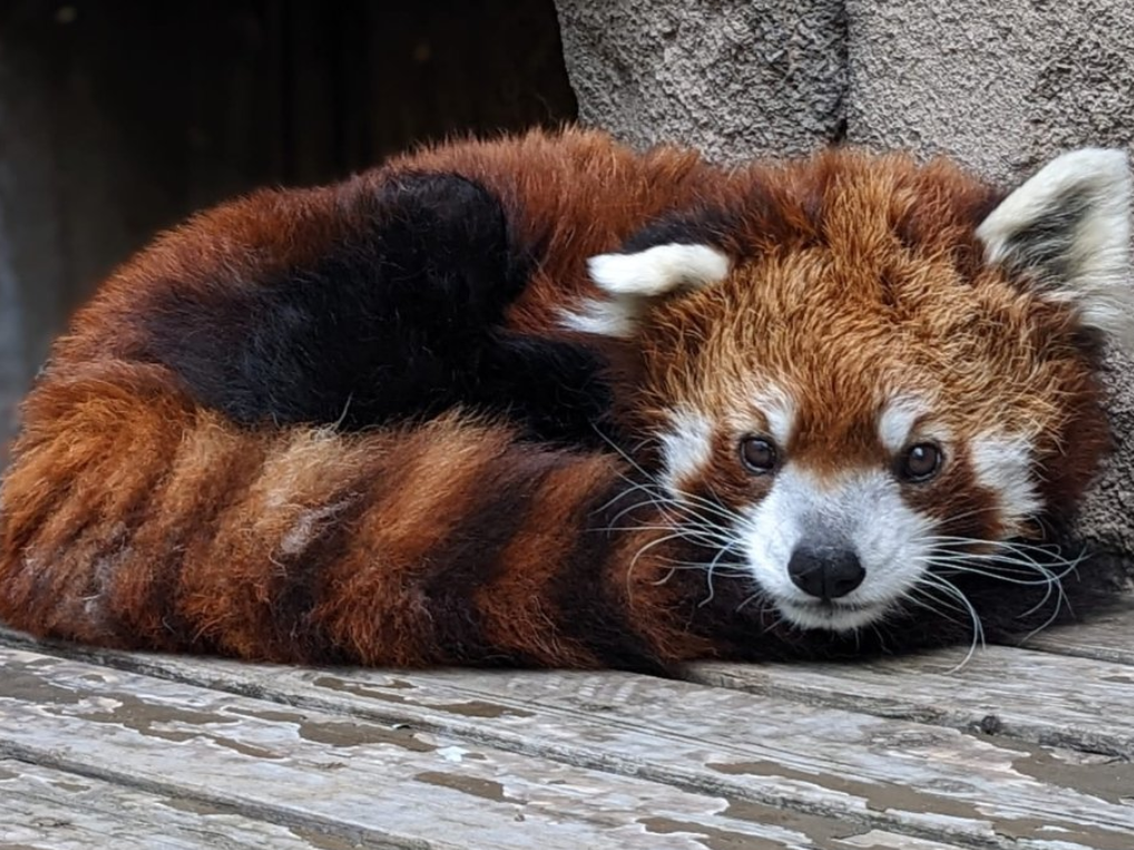 A picture of a red panda