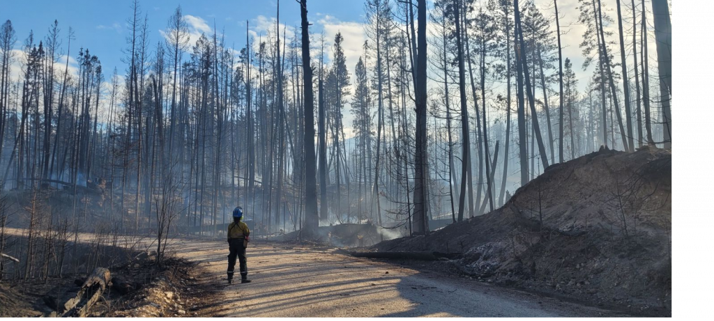 A firefighter stands before burnt trees in Jasper National Park