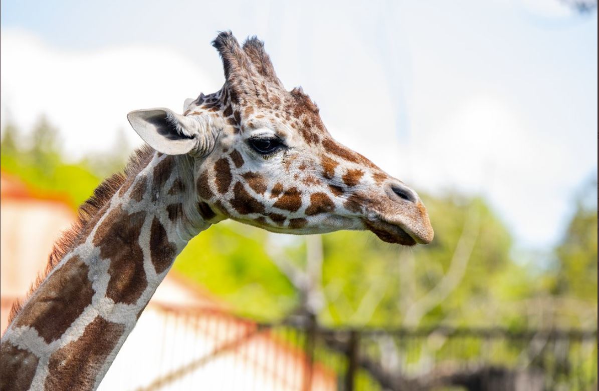 Calgary Zoo’s beloved giraffe ‘Carrie’ dies | CityNews Calgary