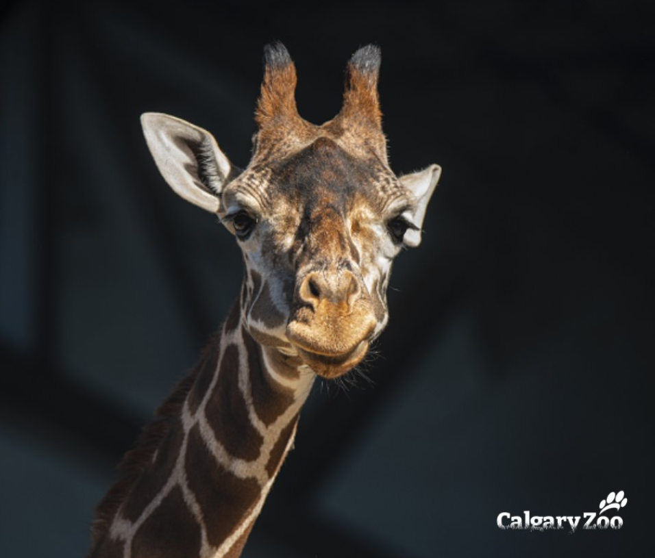 a picture of a giraffe from the Calgary Zoo