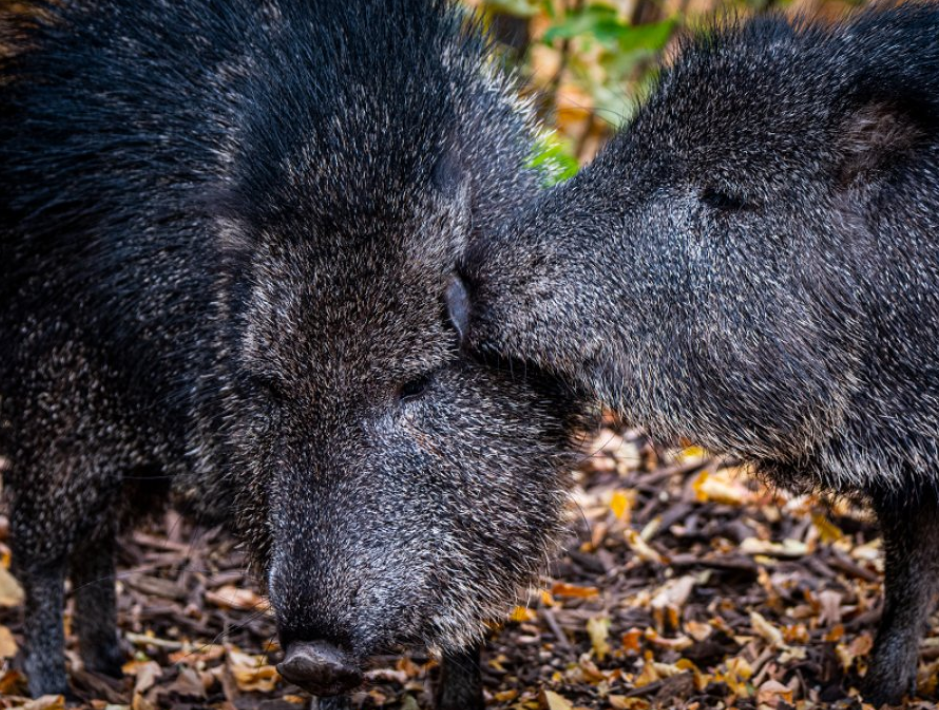 a picture of Calgary zoo's Chacoan peccary brothers, Ancho & Serrano.