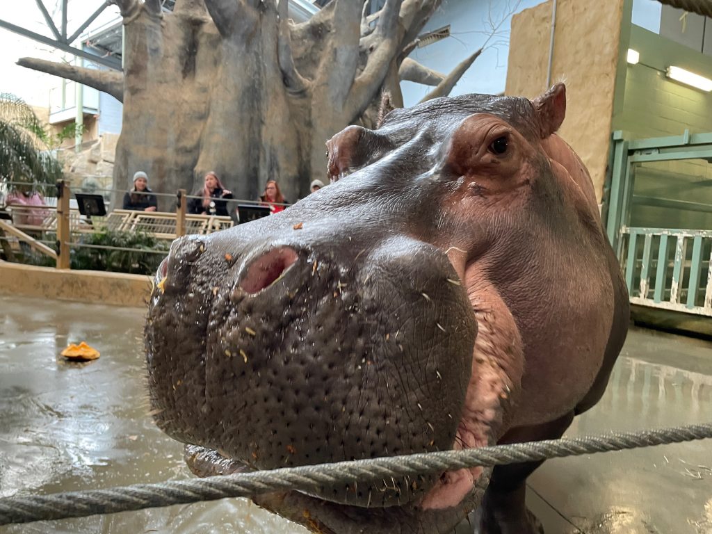 A hippo named Lobi has a birthday at the Wilder Institute/Calgary Zoo