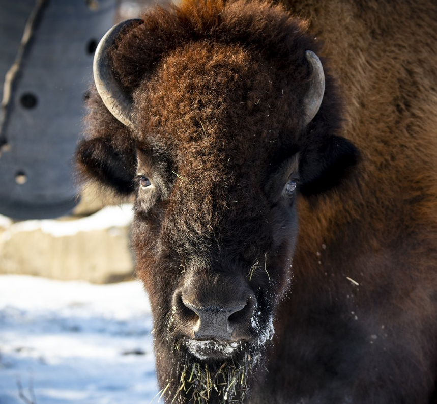 a picture of a bison