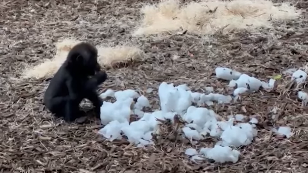 The Calgary Zoo's youngest gorilla got to play with snow for the first time this week