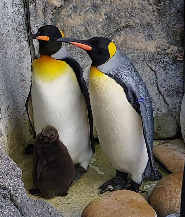 a picture of a family of penguins from the Calgary zoo