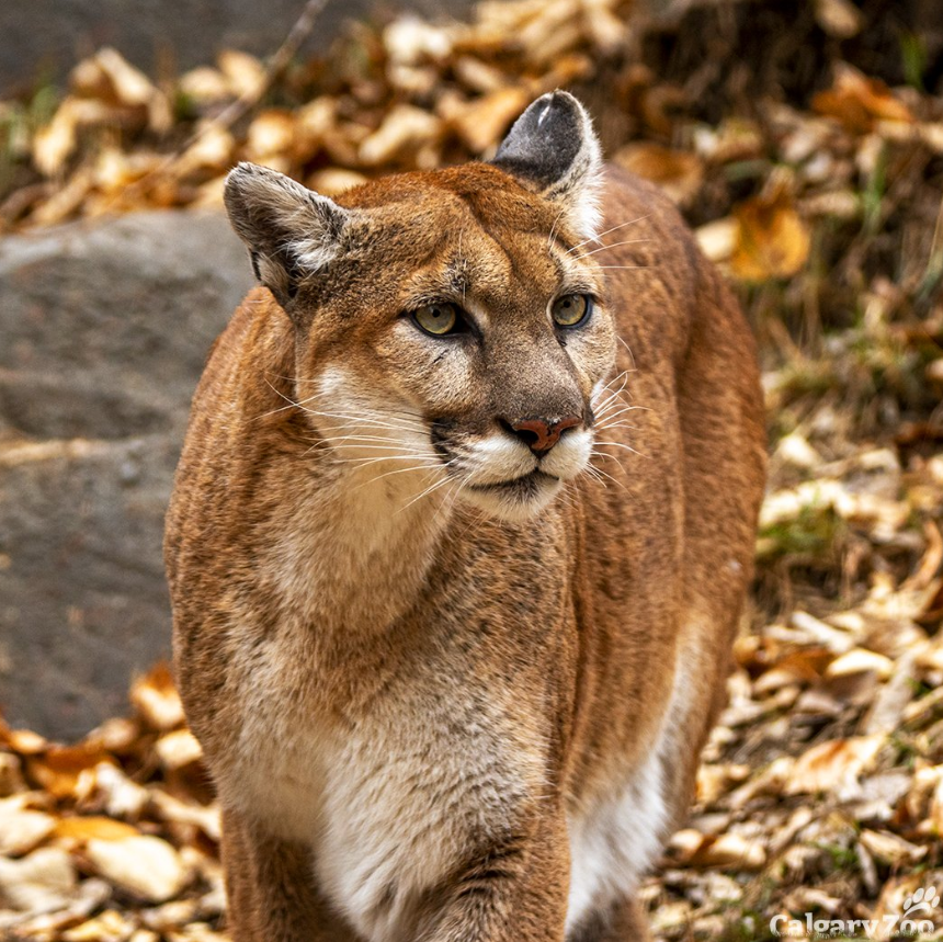 a cougar