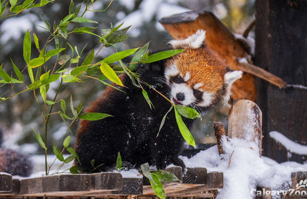 red panda cub from the Calgary Zoo