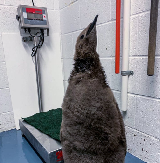 A photo showing a penguin chick at the Calgary Zoo