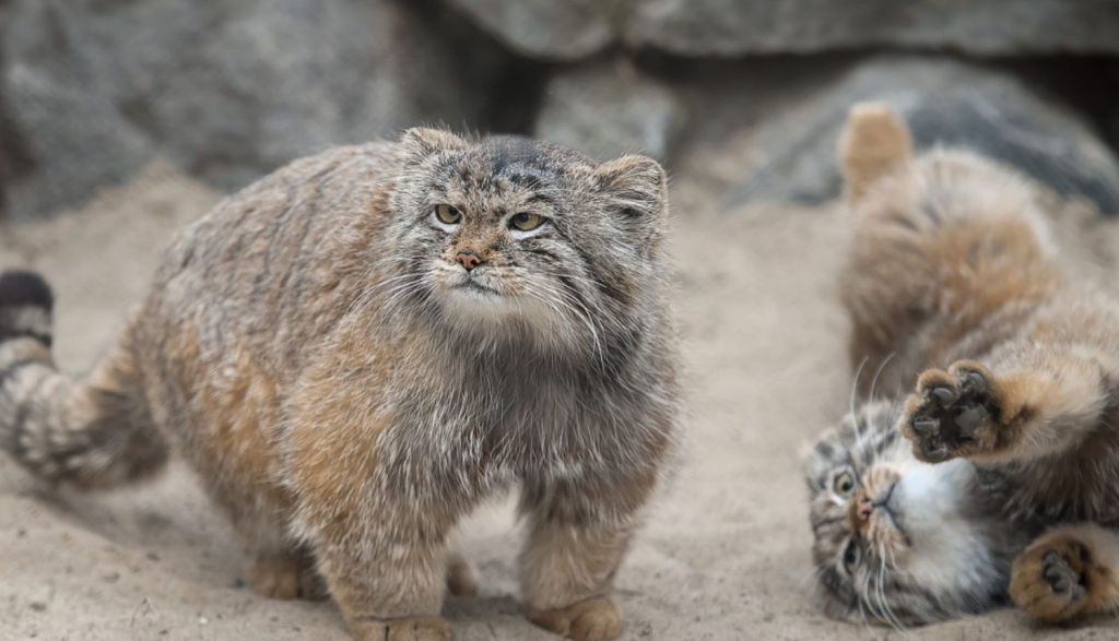 A photo showing Calgary Zoo's Pallas’s cats