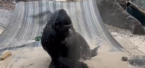 A photo showing a gorilla playing with sand.