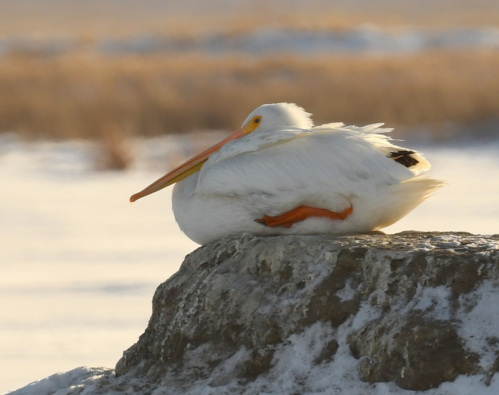 Spot Billed Pelican Standing On A Tree Root Doing A Sort Of Yoga Pose Stock  Photo, Picture and Royalty Free Image. Image 39128904.