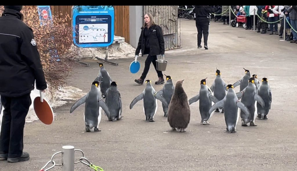 Calgary Zoo's penguins out for a walk