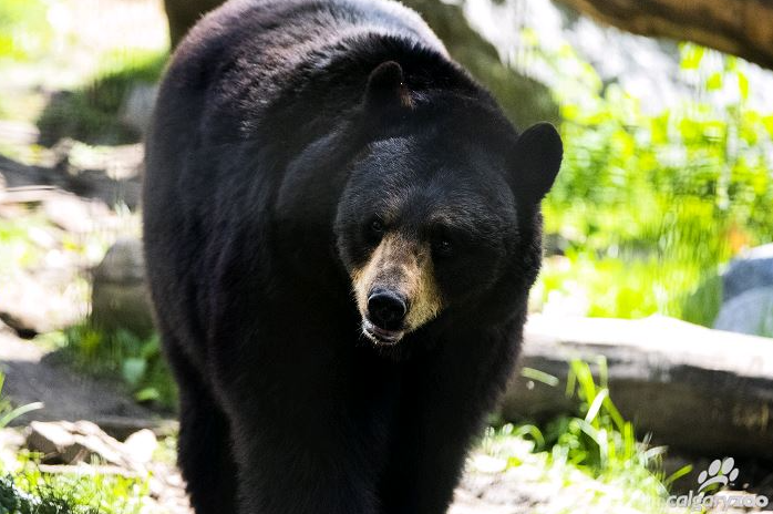 A photo showing a black bear