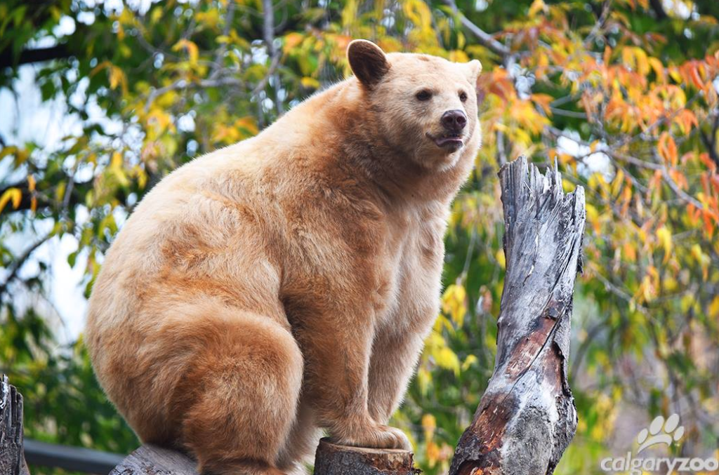 A photo showing a black bear