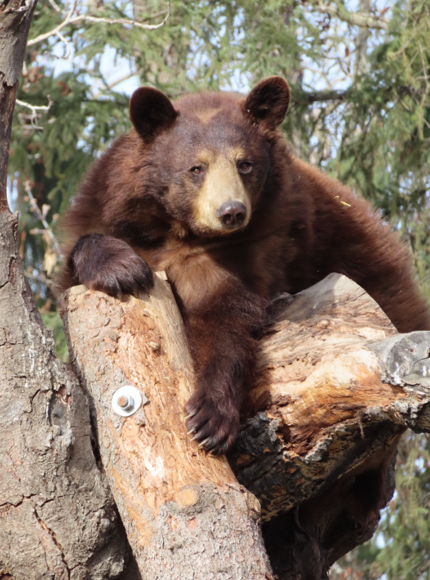 A photo showing a black bear