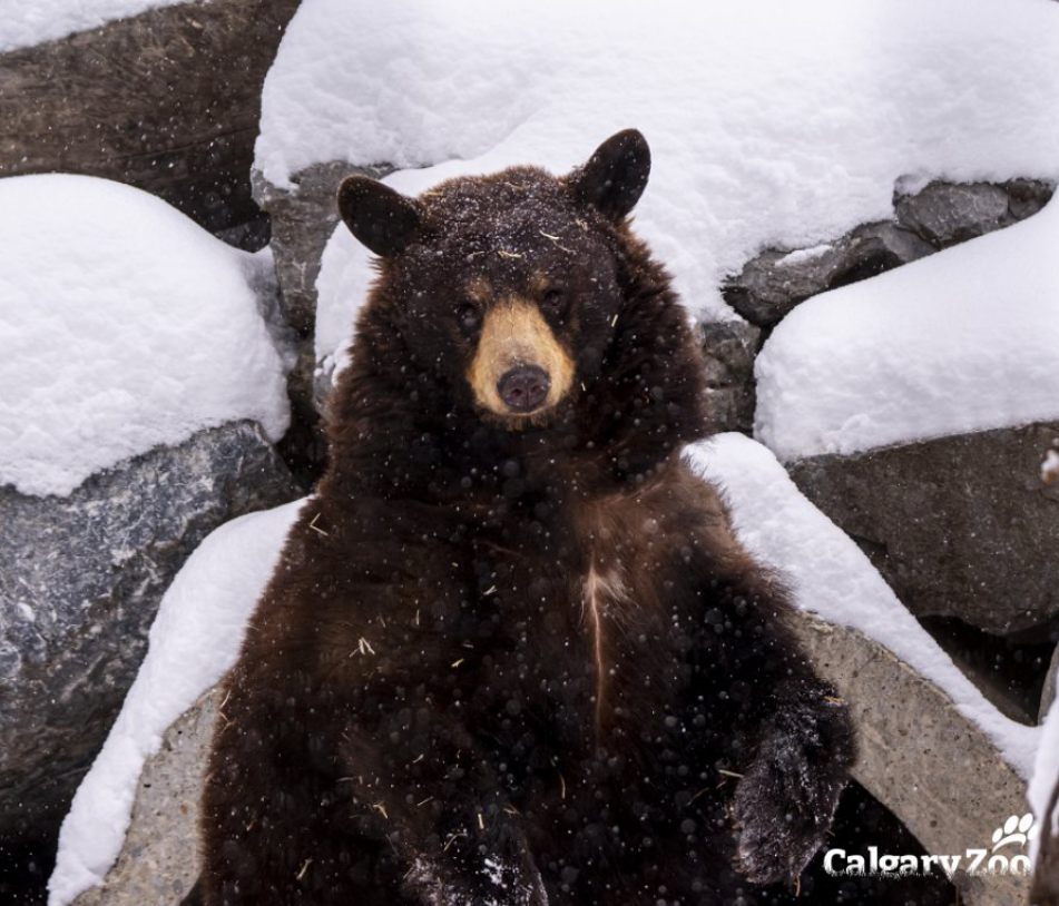 A photo showing a black bear