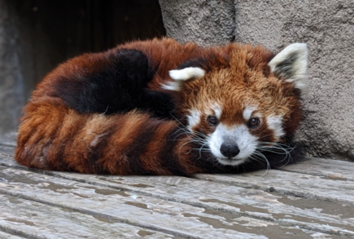 Dusk the red panda