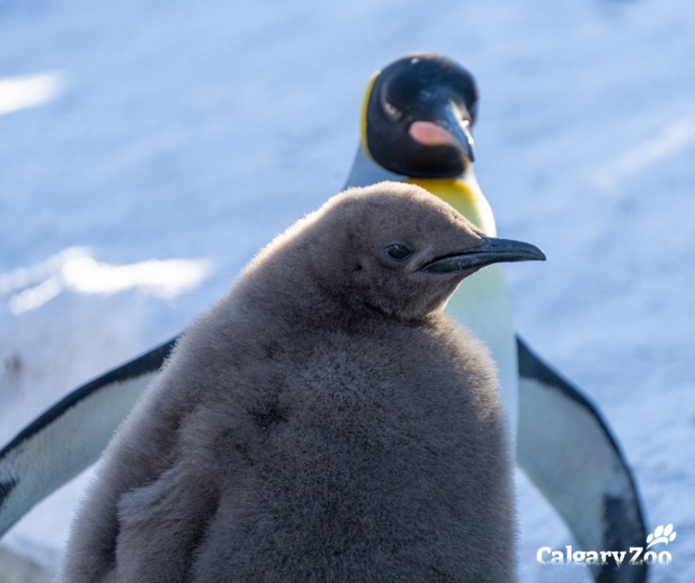 A photo showing 'Alfred' the baby penguin