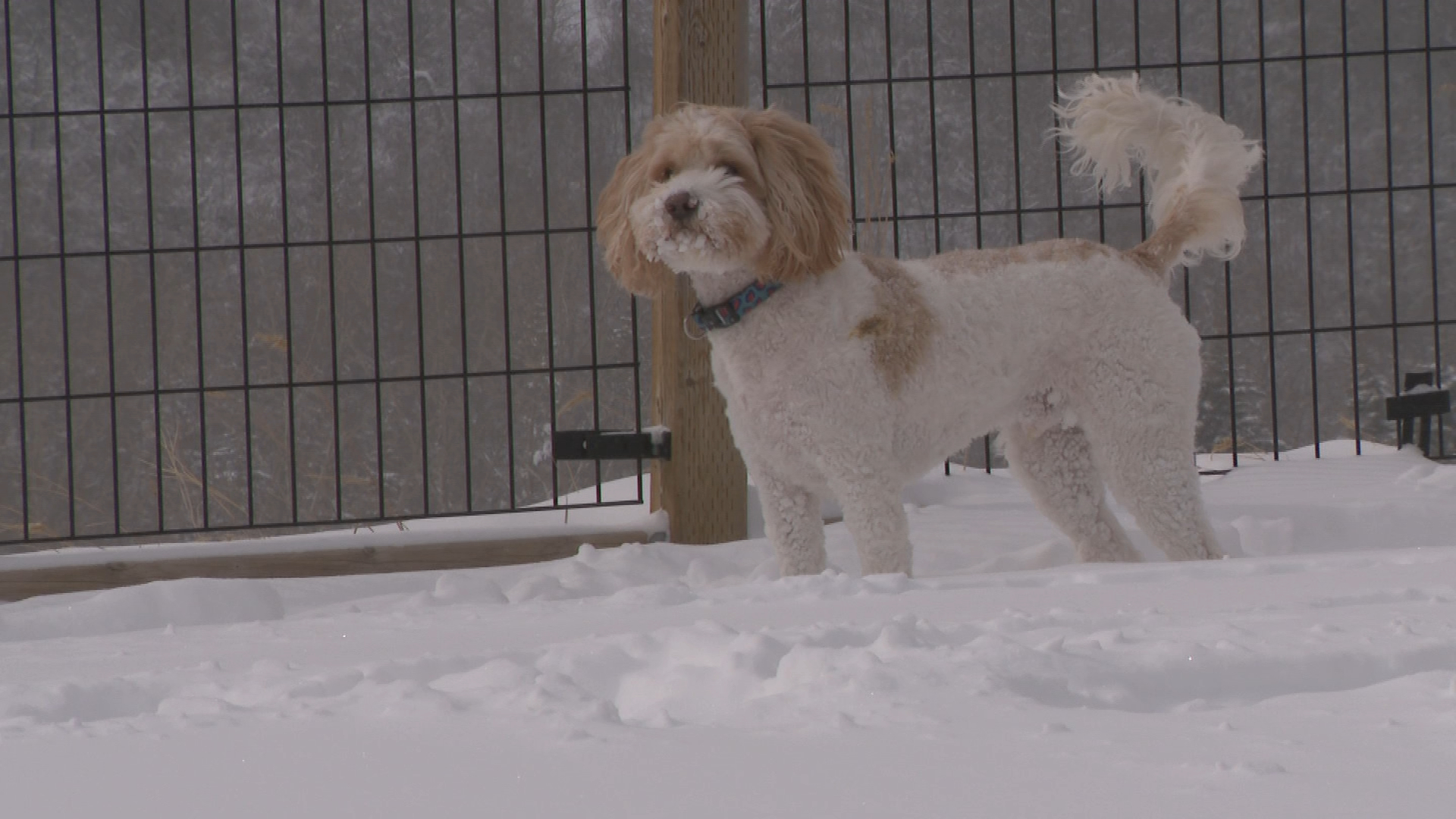 A dog in a park in Calgary