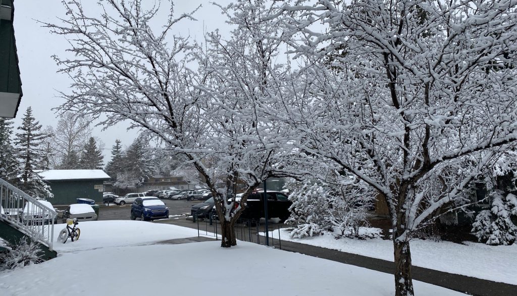 Trees in Calgary heavily weighted with the accumulation of a single-day snowfall