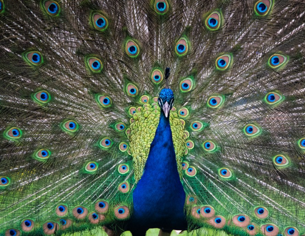 Peacock with its tail feather