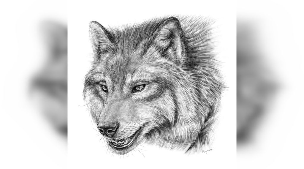 An artist's impression of a dire wolf (Canis dirus) is seen in an undated handout photo