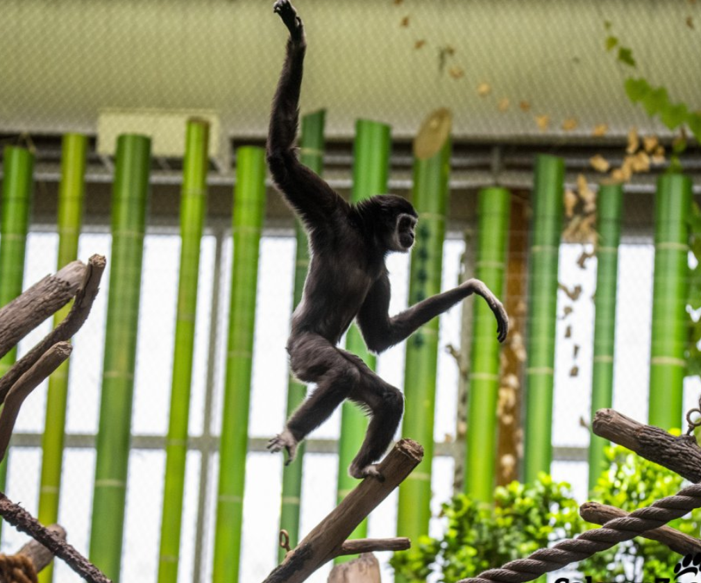 Calgary Zoo gibbon standing on a tree